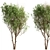 White Willow Tree Set (2 Trees) 3D model small image 2