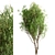 White Willow Tree Set (2 Trees) 3D model small image 8