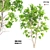 Ash Tree 07: 530,688 Polygons 3D model small image 1