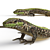 European Wall Lizard - 5 Dynamic Poses 3D model small image 4