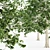 European Beech 5 Tree Set 3D model small image 2