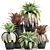 Exotic Plant Collection in Black Pots 3D model small image 1