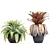 Exotic Plant Collection in Black Pots 3D model small image 4