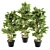 Monterey Pine Tree Set - Outdoor Plants 3D model small image 1