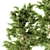 Monterey Pine Tree Set - Outdoor Plants 3D model small image 3