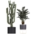 Exotic Plant Collection: Cacti & Palms 3D model small image 4