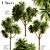 Lush New Zealand Cabbage Tree Trio 3D model small image 1