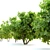Ficus Carica: 2m Edible Fig 3D model small image 3