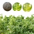 Ficus Carica: 2m Edible Fig 3D model small image 4