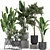 Exotic Plant Collection: Strelitzia, Banana Palm, Monstera 3D model small image 1