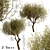 Majestic Olive Tree Set (2 Trees) 3D model small image 1