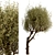 Majestic Olive Tree Set (2 Trees) 3D model small image 3