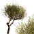 Majestic Olive Tree Set (2 Trees) 3D model small image 5