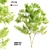 Alnus Tree: Majestic and Resilient 3D model small image 1