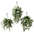 Assorted Ampel Plants Set - 7 Varieties 3D model small image 1