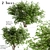  Exquisite Pair of Chinese Elderberry Trees 3D model small image 1