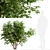  Exquisite Pair of Chinese Elderberry Trees 3D model small image 4