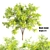 Polygons: 932,016 Black Locust 3D model small image 1