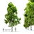 Pignut Hickory Tree (Carya glabra) 3D model small image 6
