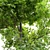Pignut Hickory Tree (Carya glabra) 3D model small image 7