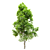 Pignut Hickory Tree (Carya glabra) 3D model small image 8