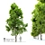 Pignut Hickory Tree (Carya glabra) 3D model small image 9