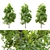 Pignut Hickory Tree (Carya glabra) 3D model small image 14