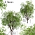 Growing Glory: 2 Silver Maple Trees Set 3D model small image 1