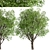 Growing Glory: 2 Silver Maple Trees Set 3D model small image 4