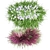 Succulent Sensation: Senecio radicans 3D model small image 4