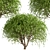 Weeping White Mulberry Trees: Ornamental & Fruitful 3D model small image 1