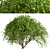 Weeping White Mulberry Trees: Ornamental & Fruitful 3D model small image 4