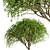 Weeping White Mulberry Trees: Ornamental & Fruitful 3D model small image 5