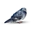 Lovely Pigeon Exterior Ornament 3D model small image 1