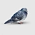 Lovely Pigeon Exterior Ornament 3D model small image 2