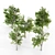 European Linden Forest: 5 Tall Trees 3D model small image 2