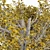 European Linden Autumn Tree Set 3D model small image 3