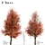 Callery Pear Tree Duo - Exquisite Pyrus Calleryana Pair 3D model small image 1
