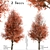 Callery Pear Tree Duo - Exquisite Pyrus Calleryana Pair 3D model small image 3
