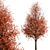 Callery Pear Tree Duo - Exquisite Pyrus Calleryana Pair 3D model small image 4