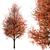 Callery Pear Tree Duo - Exquisite Pyrus Calleryana Pair 3D model small image 6