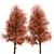 Callery Pear Tree Duo - Exquisite Pyrus Calleryana Pair 3D model small image 7