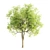 Tall Sorrel Tree V-2: 12m Height 3D model small image 3