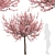 Flowering Almond Tree Duo (2 Trees) - Lovely Prunus Triloba Pair 3D model small image 3