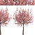 Flowering Almond Tree Duo (2 Trees) - Lovely Prunus Triloba Pair 3D model small image 4