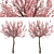 Flowering Almond Tree Duo (2 Trees) - Lovely Prunus Triloba Pair 3D model small image 5