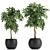 Tropical Schefflera Plants in Black Pots 3D model small image 1