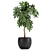 Tropical Schefflera Plants in Black Pots 3D model small image 2