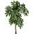 Tropical Schefflera Plants in Black Pots 3D model small image 3