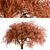 Beautiful Weeping Japanese Maple Set 3D model small image 3